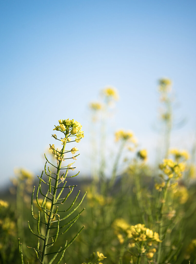 Rapeseed flower branch in blue sky